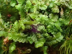 Liochlaena lanceolata