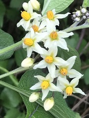 Solanum bulbocastanum