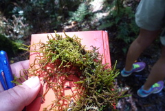 Lembophyllum divulsum