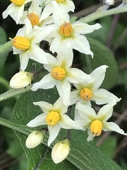 Solanum bulbocastanum