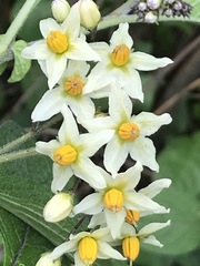 Solanum bulbocastanum