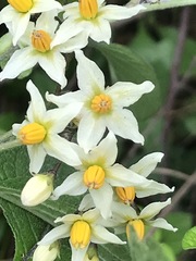 Solanum bulbocastanum