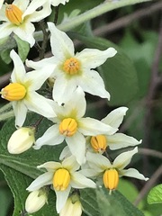 Solanum bulbocastanum
