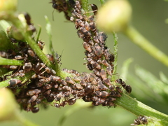 Metopeurum fuscoviride