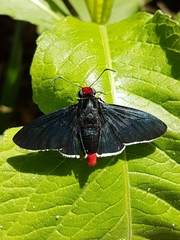 Pyrrhopyge phidias