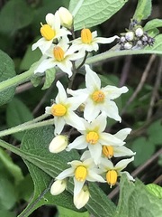 Solanum bulbocastanum