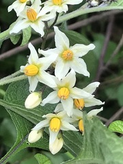 Solanum bulbocastanum
