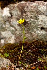 Ranunculus nivalis