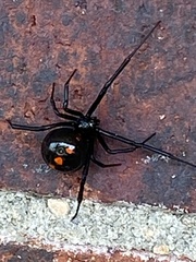 Latrodectus variolus