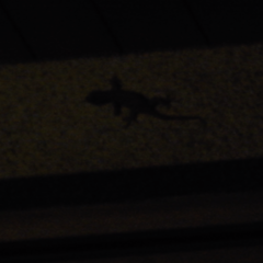 Gekko japonicus