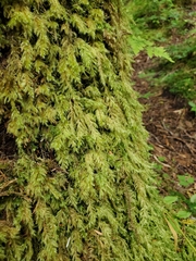 Pseudisothecium cardotii