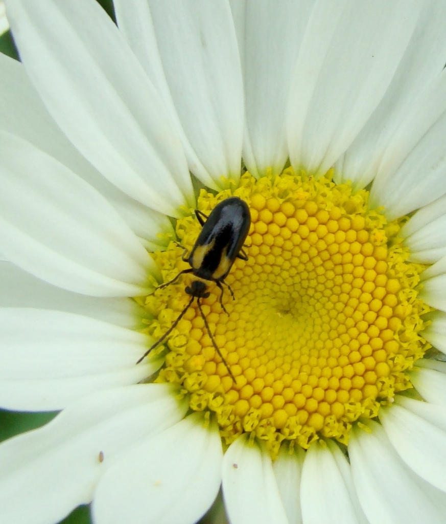 Luperodes bruchii