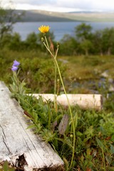 Hieracium nigrescens