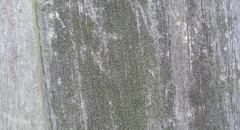 Chaenotheca phaeocephala