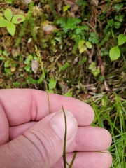 Carex anthoxanthea