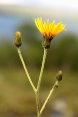 Hieracium nigrescens