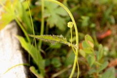Hieracium nigrescens
