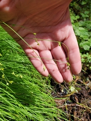 Carex laeviculmis