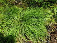 Carex laeviculmis