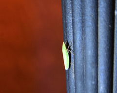 Draeculacephala robinsoni