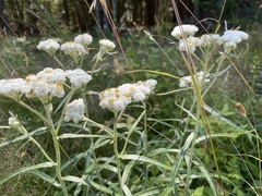Media resource of Anaphalis margaritacea