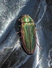 Buprestis intricata