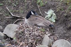 Branta canadensis
