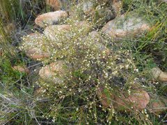 Coleonema juniperinum