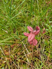 Exobasidium karstenii