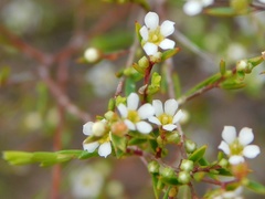Coleonema juniperinum