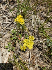 Eriogonum flavum