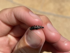 Acmaeodera gibbula