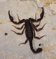 Pseudouroctonus reddelli