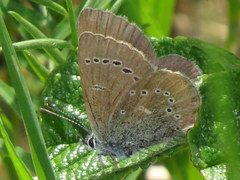 Glaucopsyche lygdamus image