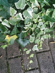 Hedera algeriensis