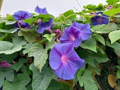 Ipomoea indica