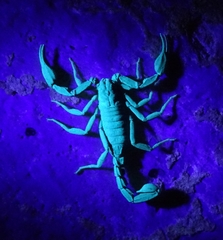 Pseudouroctonus reddelli