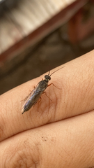 Xyeloidea