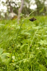 Carex atrata