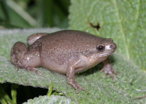 Western Narrow-mouthed Toad