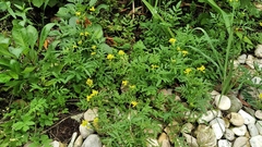 Rorippa sylvestris