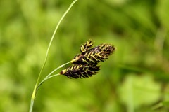 Carex atrata