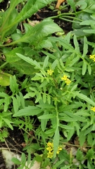 Rorippa sylvestris