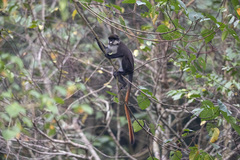 Cercopithecus ascanius schmidti
