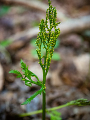 Botrychium angustisegmentum