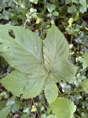 Rubus allegheniensis