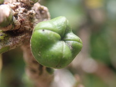 Melicope clusiifolia