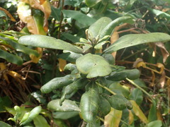 Melicope clusiifolia