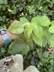 Rubus allegheniensis