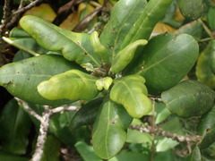 Melicope clusiifolia